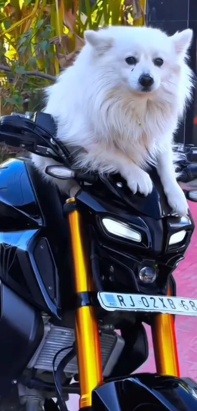 A white dog sitting on a motorcycle.
