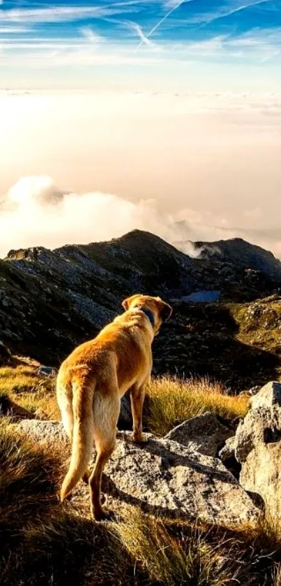 Dog overlooking mountain peaks under a beautiful cloudy sky.