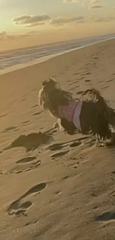 Dog running on a sandy beach at sunset.