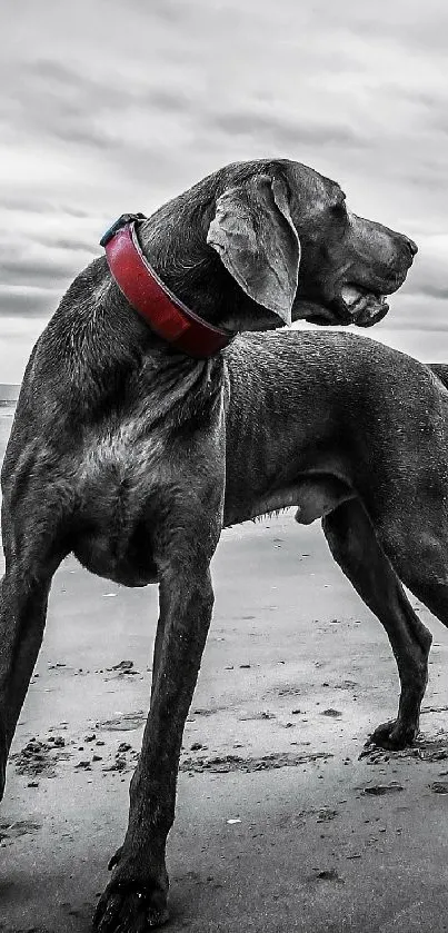 Dog with red collar standing on a beach.