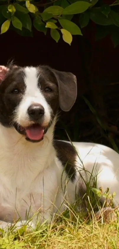 Dog Plant Green Live Wallpaper