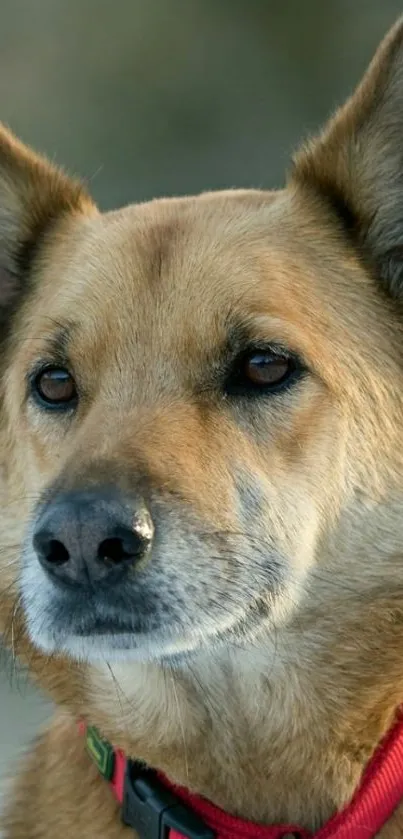 Portrait of a dog with a red collar in a close-up view.