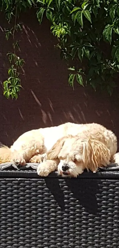 Dog lounging on wicker bench in sunshine with greenery background.