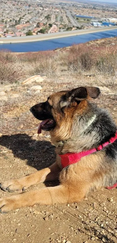 German Shepherd resting on a hilltop with scenic view.