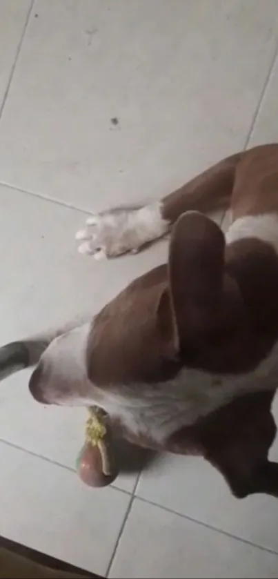 Brown and white dog relaxing on tiled floor.