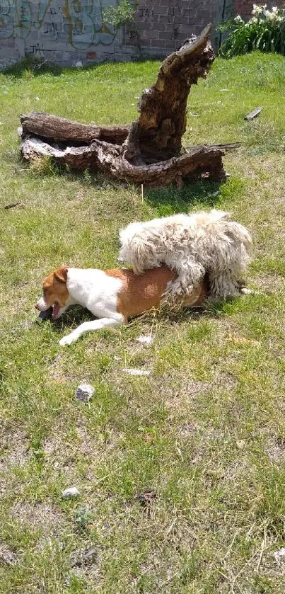 Dog lying on green grass near a wooden log in a sunny field.