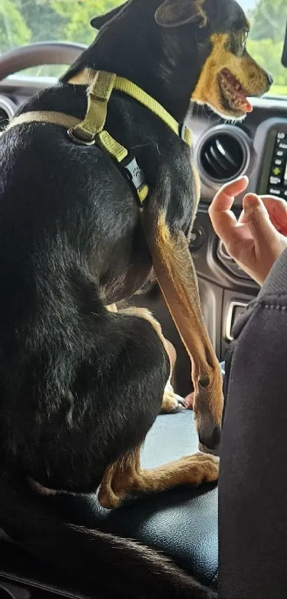 Dog enjoying a ride in the car with scenic view outside.