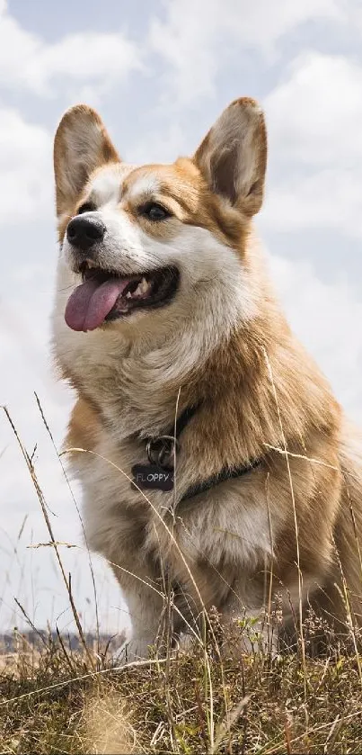 corgy Live Wallpaper