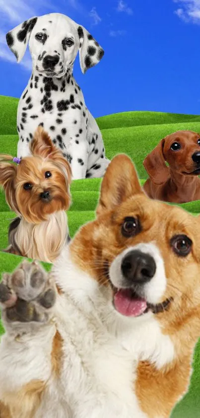 Dog Sky Green Live Wallpaper