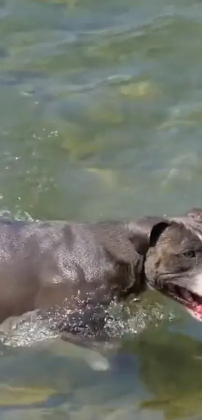 Dog swimming in clear blue-green water, joyfully displaying nature's beauty.