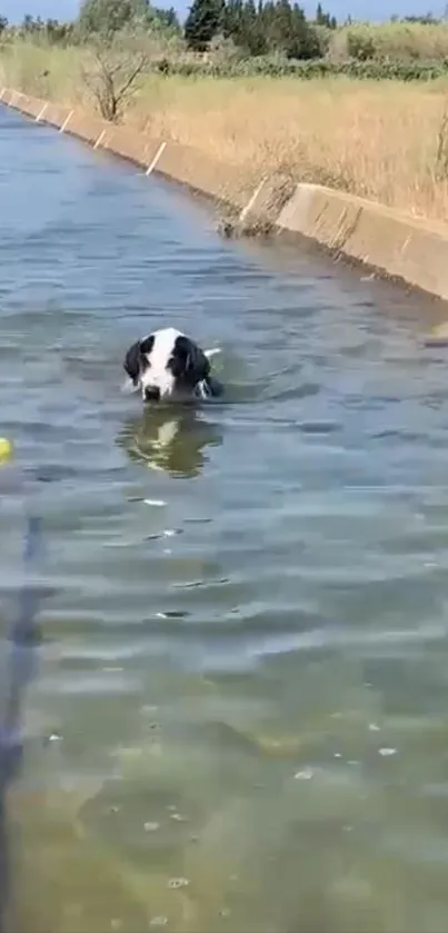 Dog swimming peacefully in a canal with nature around.