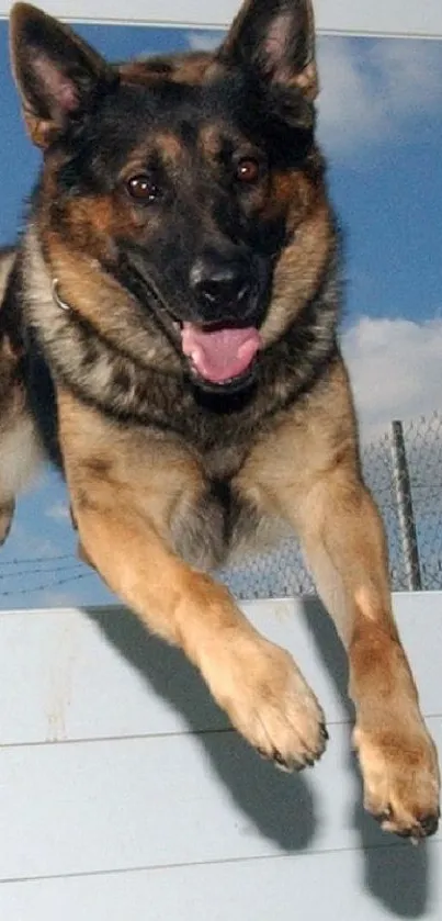 German Shepherd leaps during training with clear blue sky.