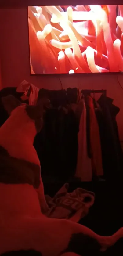 Dog watching television in a red-tinted room.