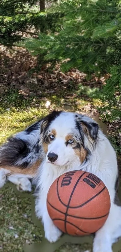 Cute dog resting with basketball in sunlit forest.