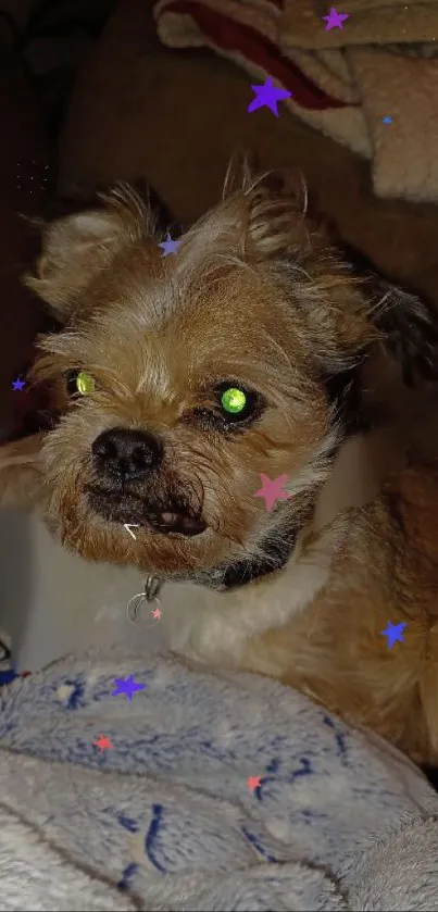 Adorable dog with colorful stars on a cozy background.