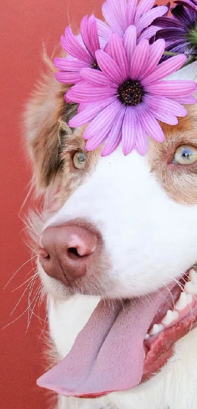 Dog wearing a purple flower crown on red background.