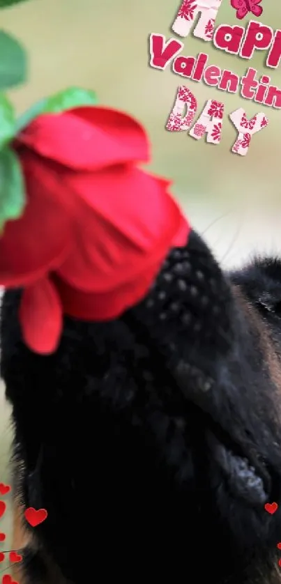 German Shepherd sniffing red rose with Valentine text.