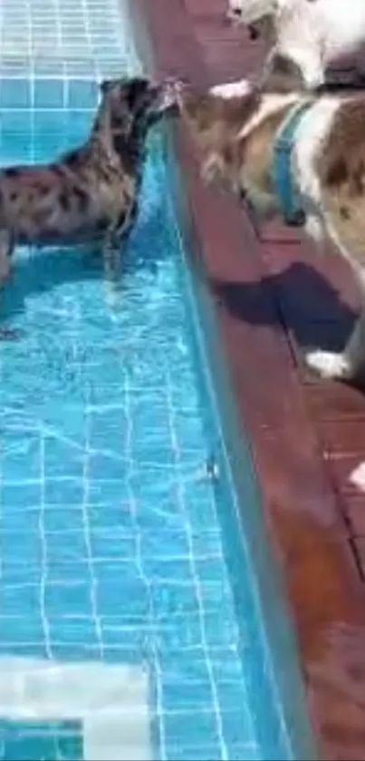 Playful dogs enjoying time by a sunny poolside with clear blue water.