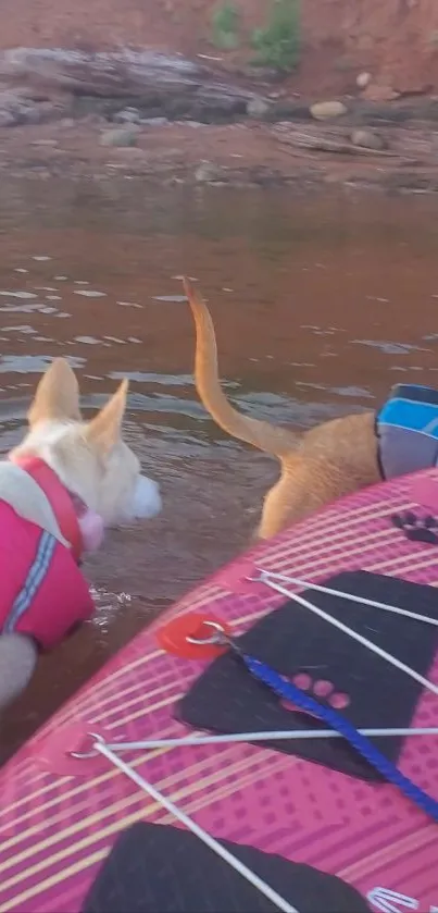 Two dogs paddling on a pink board in brown water.