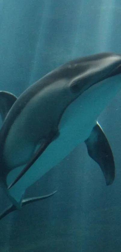 Graceful dolphin gliding underwater in deep blue ocean depths.