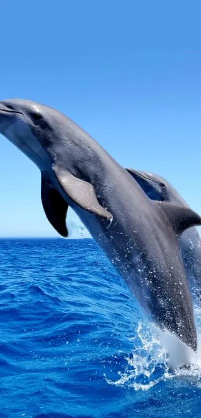 Two dolphins leaping in vibrant blue ocean wallpaper.