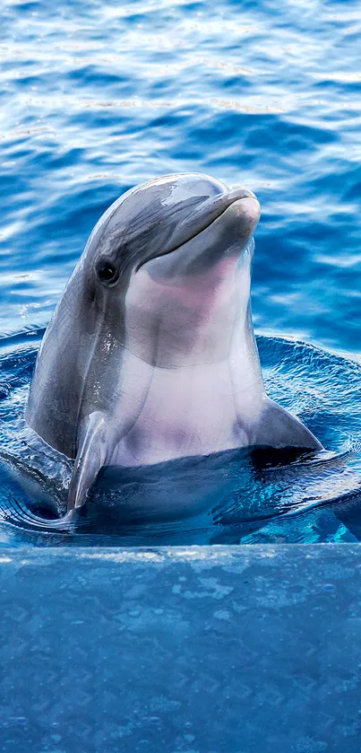 Dolphin gracefully emerging in ocean blue waters, mobile wallpaper.