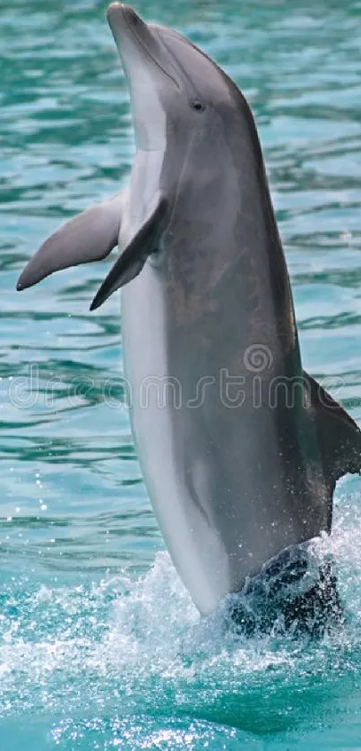 A dolphin leaping in turquoise water, creating a splash.