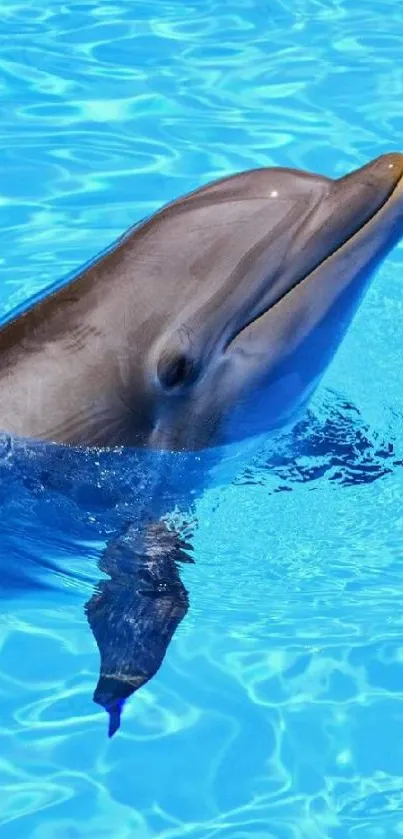 A dolphin swimming in vibrant blue ocean water, creating a serene and calming scene.