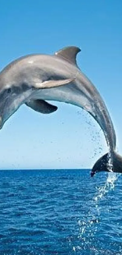 High-resolution image of a dolphin leaping over a blue ocean.