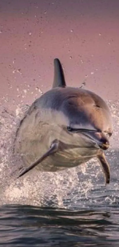 Dolphin jumping through waves at sunset.