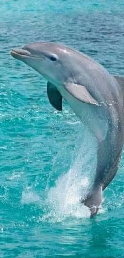 A dolphin leaps through turquoise ocean waves, showcasing marine beauty.