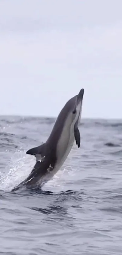 Dolphin leaping from the ocean water with waves in the background.