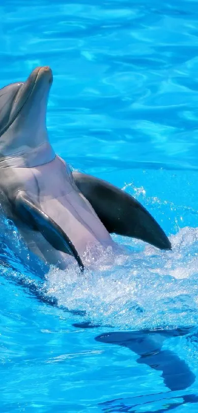 Dolphin swimming in vibrant blue ocean water capturing playful nature.