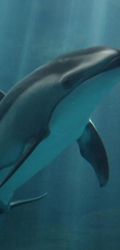 Elegant dolphin swimming in deep blue ocean.