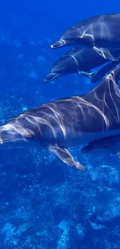 Dolphins swim gracefully in a clear blue ocean.