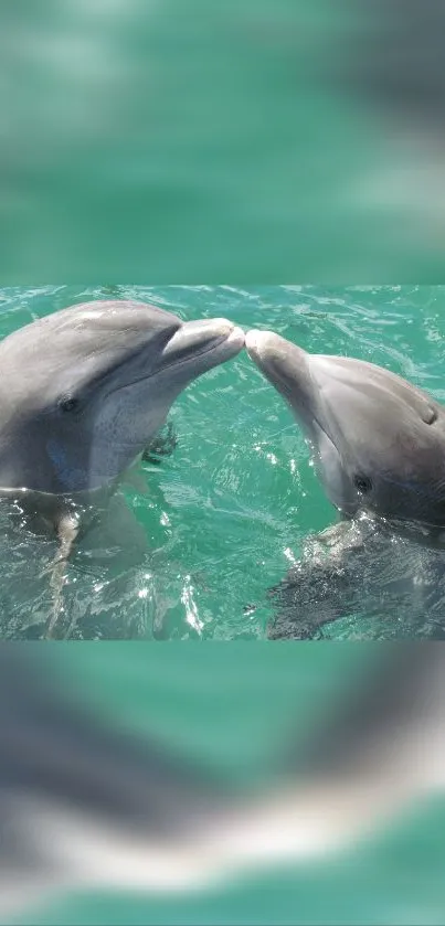 Two dolphins swimming in turquoise waters.