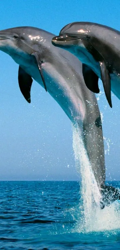 Two dolphins leaping in the ocean with a bright blue sky.