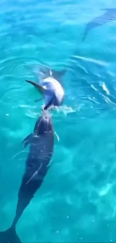 Dolphins gracefully swimming in clear blue ocean waters.