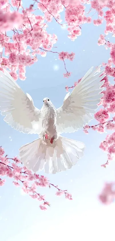 White dove flying among pink cherry blossoms with blue sky.