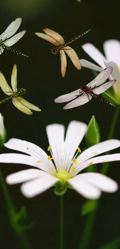 Dragonflies fluttering around white flowers on a dark green background.