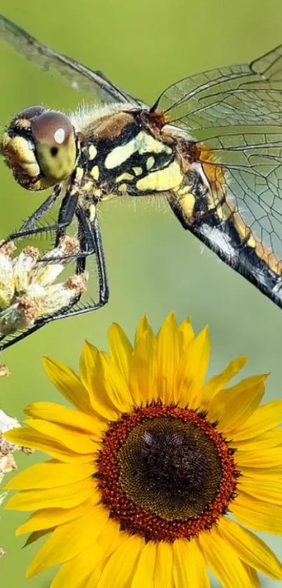 Dragonfly perched on a vibrant sunflower, showcasing nature's beauty.