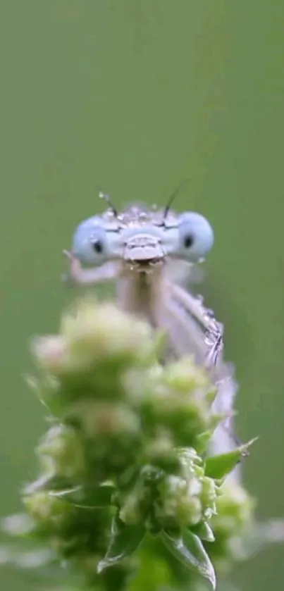 Macro photo of a dragonfly with dewdrops on a green leaf, showcasing intricate details.