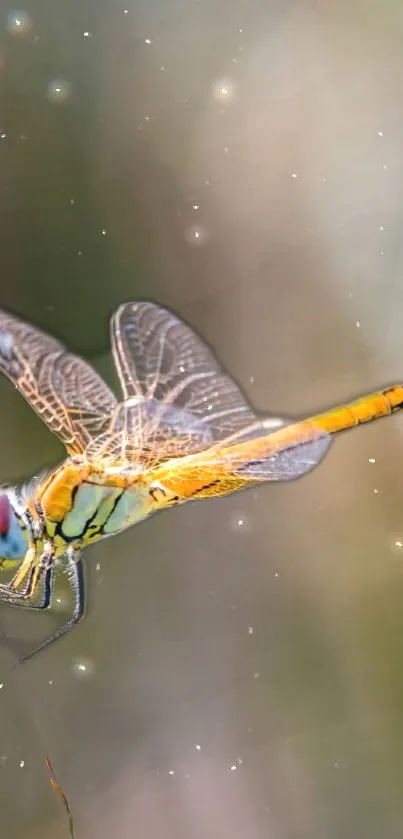 Close-up of a vibrant dragonfly with orange and green colors against a green backdrop.