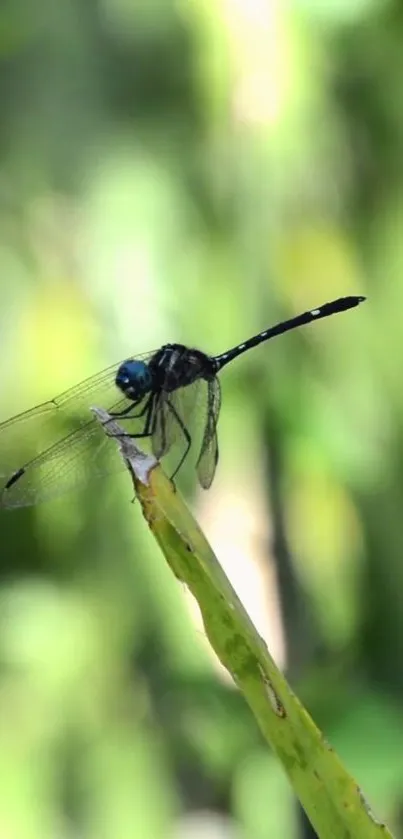 Dragonfly perched on bamboo with blurred green background.