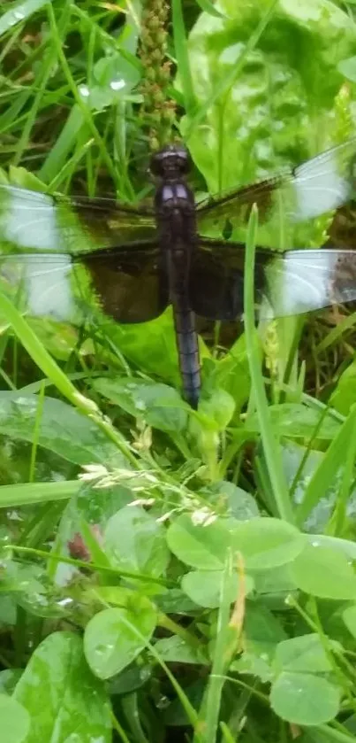 Dragonfly perched on vibrant green grass.