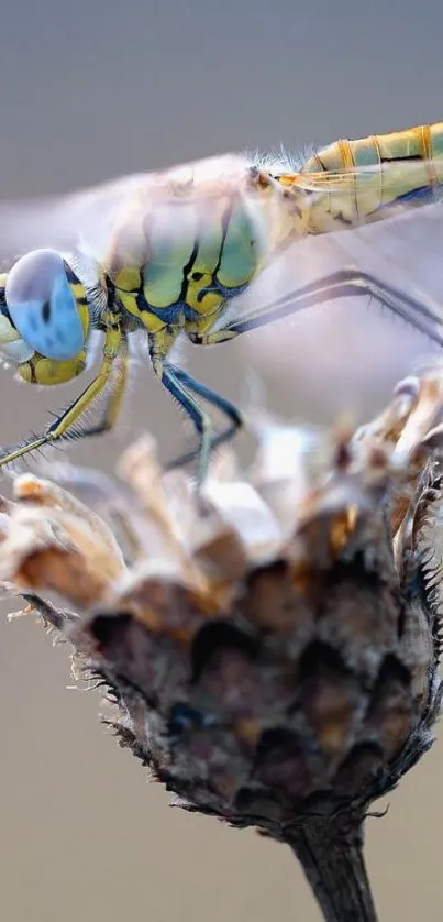 Close-up of a dragonfly on a dried flower, showcasing vivid details and colors.