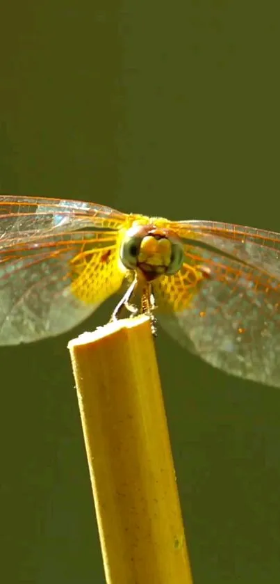 Close-up of a dragonfly perched on a bamboo stick against a green background.