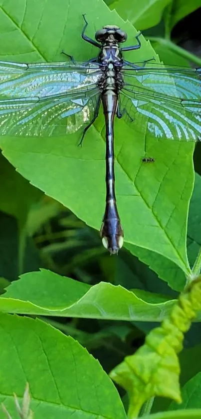 Dragonfly resting on bright green leaves, showcasing delicate wings.