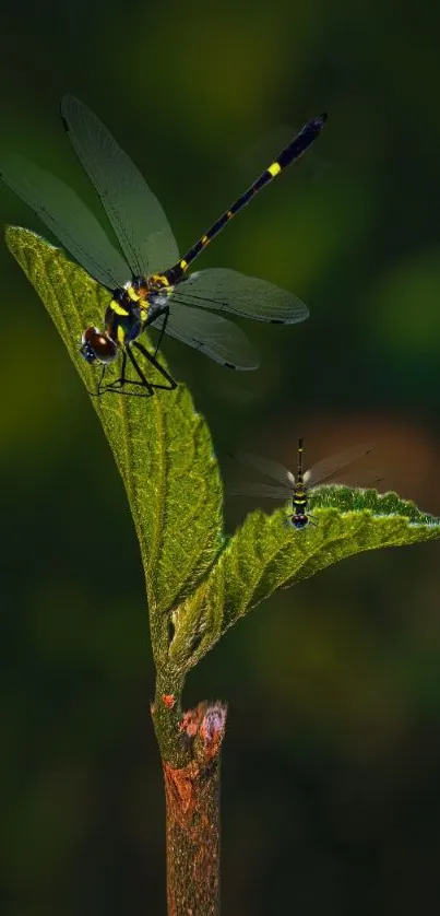 Dragonfly perched on a green leaf with blurred background.