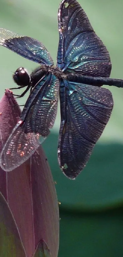 Blue dragonfly perched on a lotus bud, showcasing intricate details and vivid colors.